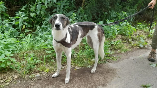 Chiquita1-1920w-2 másolata