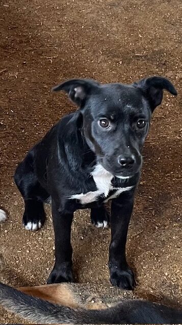 Morcheeba-02-aspect-ratio-1080-1920